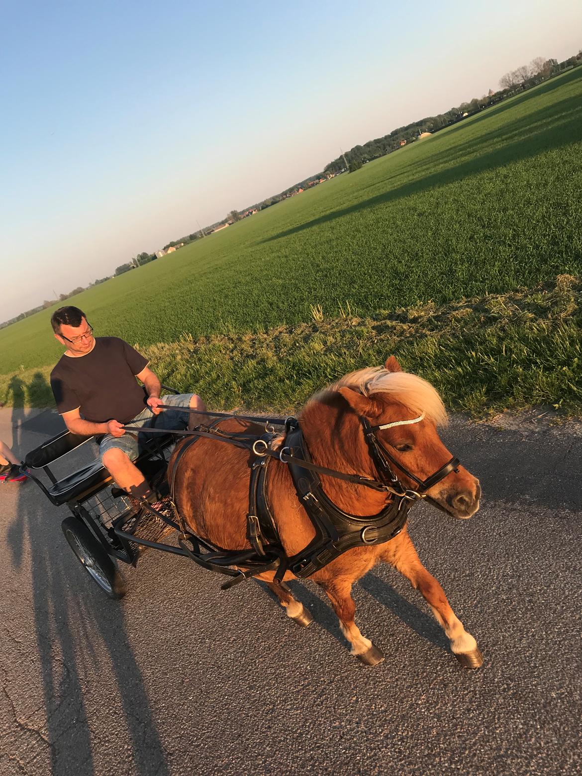 Shetlænder Møllegårdens Rachel( kaldet Molly ) billede 3