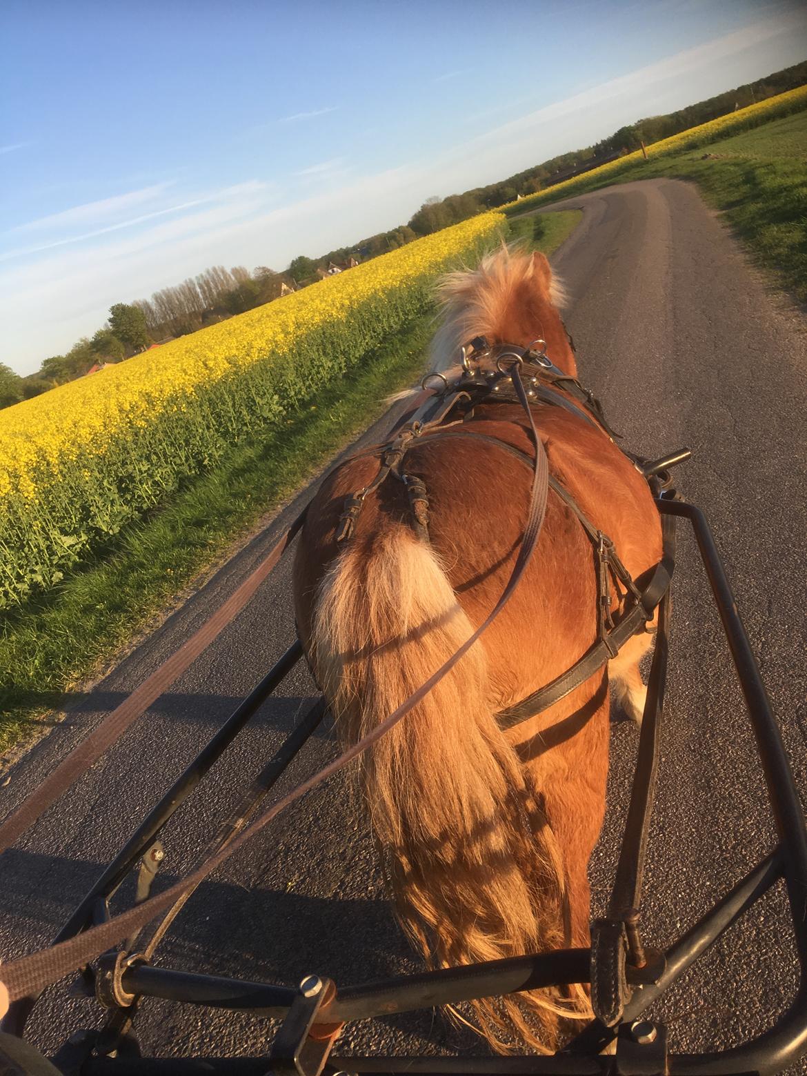 Shetlænder Møllegårdens Rachel( kaldet Molly ) billede 4