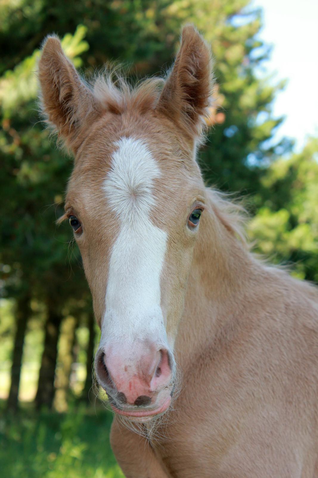 DSP Calinaya Petite Nobility - 4 timer billede 2