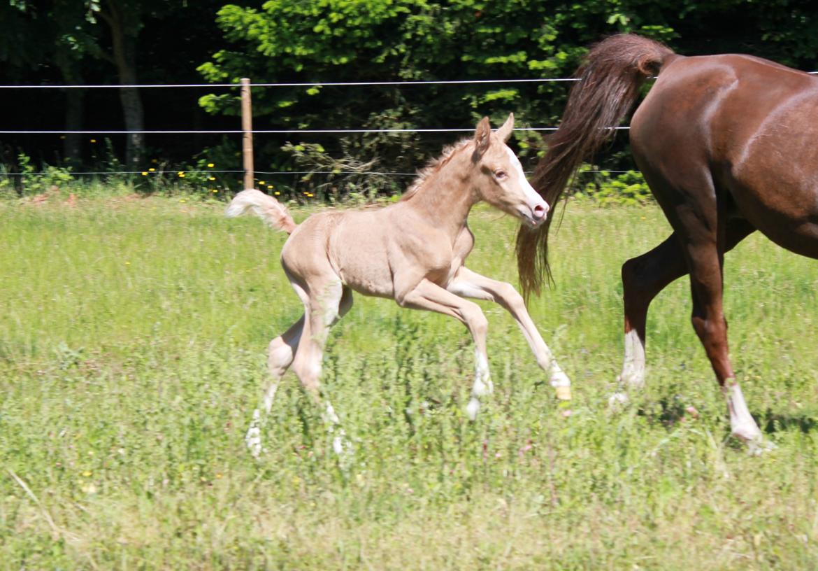 DSP Calinaya Petite Nobility - 4 timer billede 4