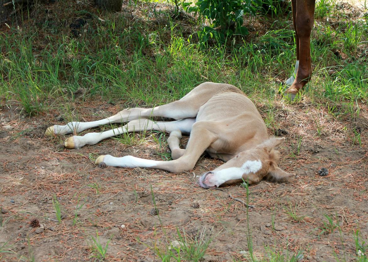 DSP Calinaya Petite Nobility - 4 timer billede 3