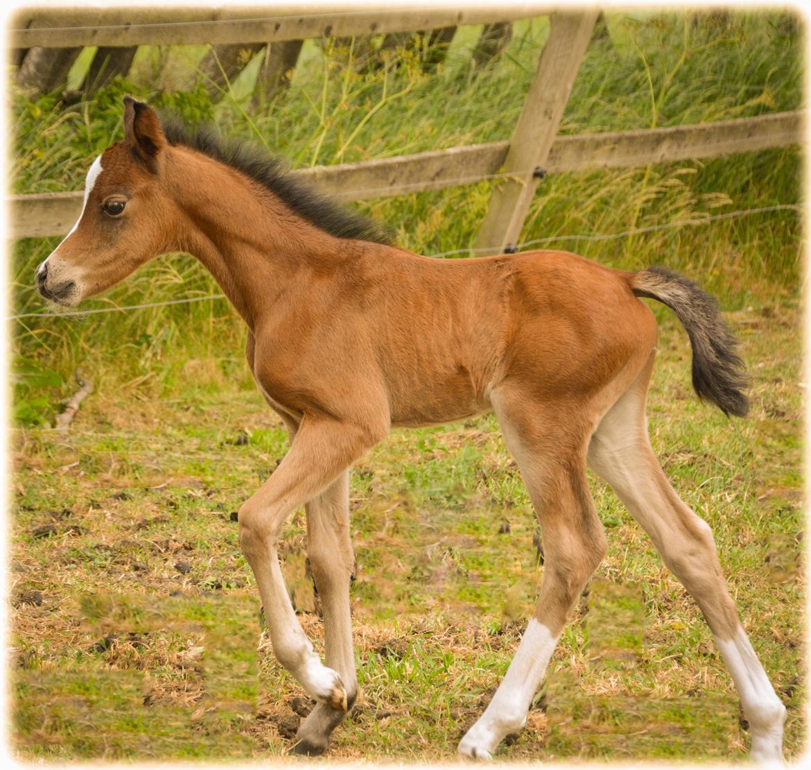 Welsh Pony (sec B) Kolkjaers Dream On billede 4