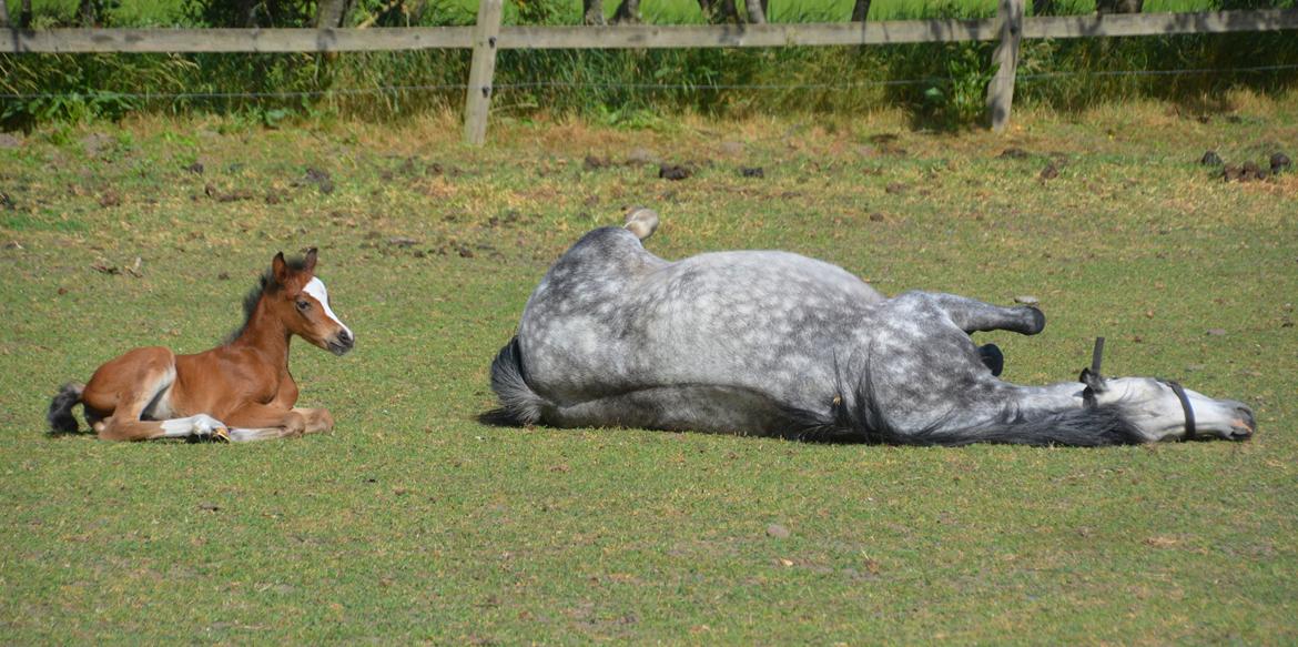 Welsh Pony (sec B) Kolkjaers Dream On billede 6