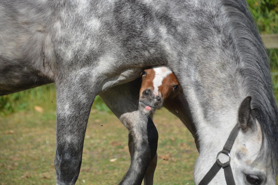 Welsh Pony (sec B) Kolkjaers Dream On billede 7