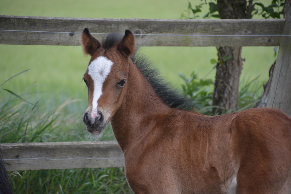 Welsh Pony (sec B) Kolkjaers Dream On billede 8
