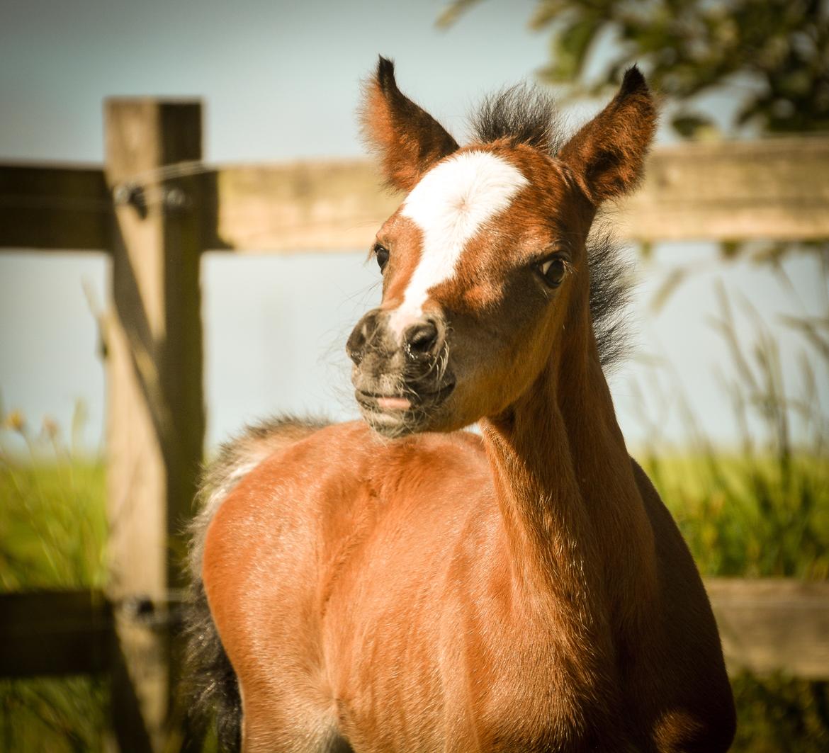 Welsh Pony (sec B) Kolkjaers Dream On billede 1