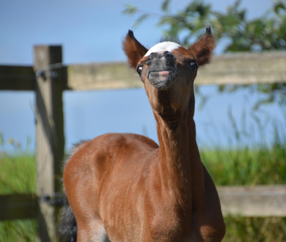 Welsh Pony (sec B) Kolkjaers Dream On billede 9