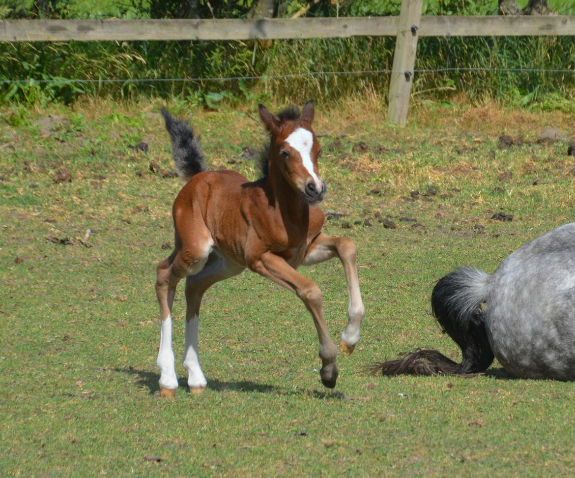 Welsh Pony (sec B) Kolkjaers Dream On billede 10