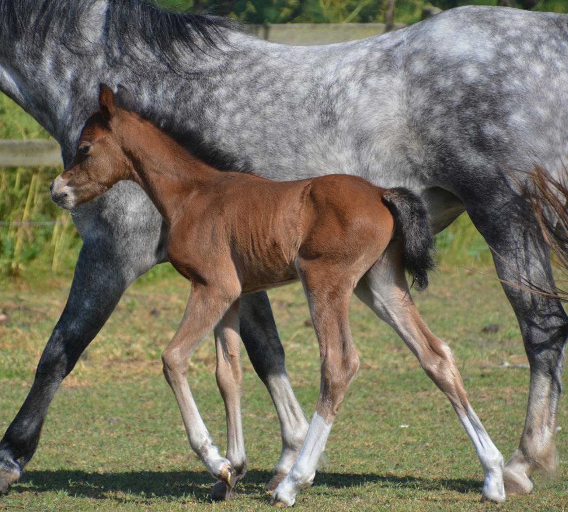 Welsh Pony (sec B) Kolkjaers Dream On billede 12