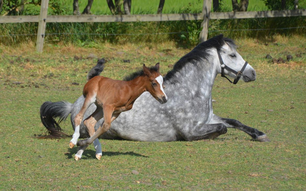 Welsh Pony (sec B) Kolkjaers Dream On billede 11