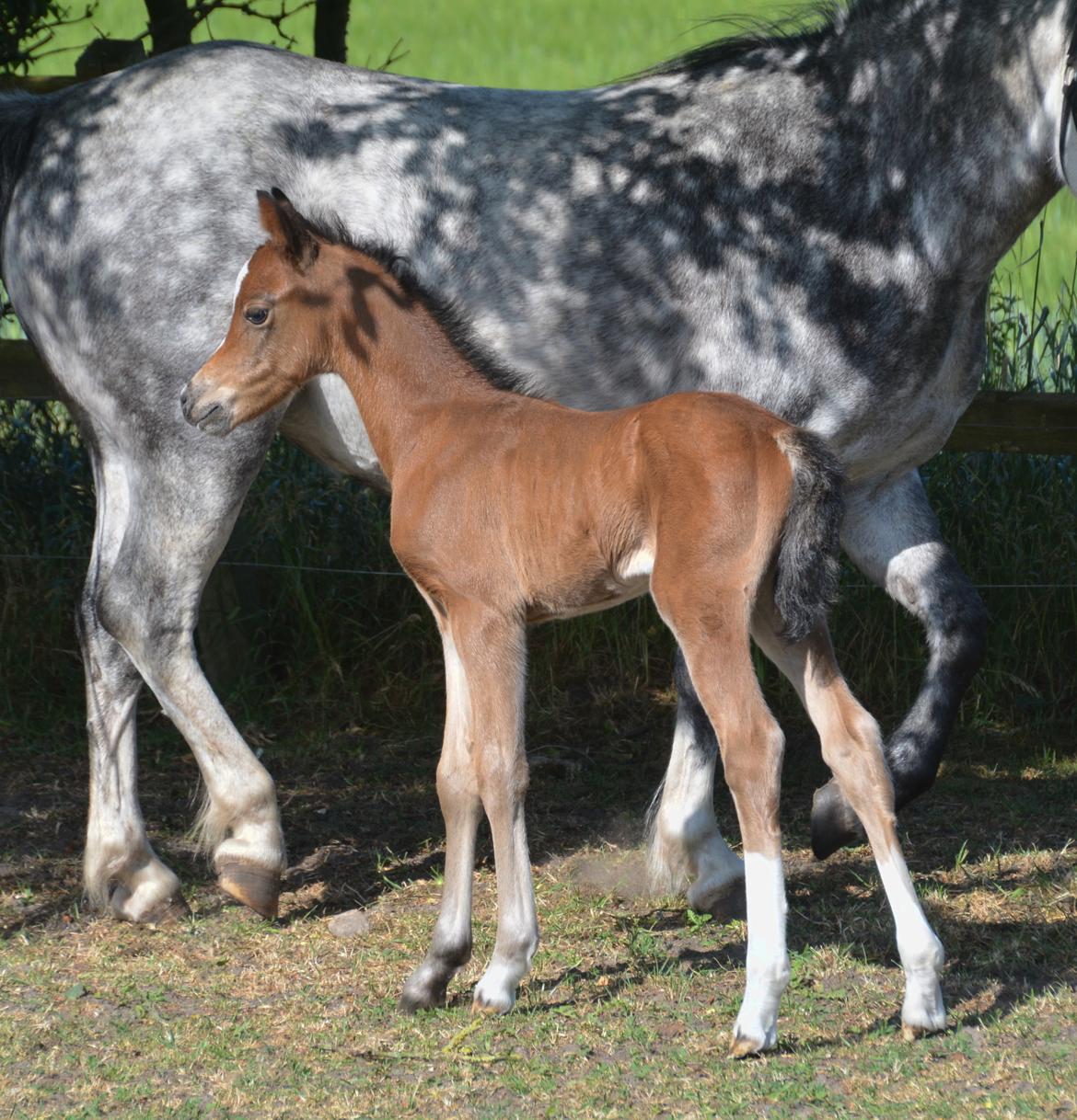 Welsh Pony (sec B) Kolkjaers Dream On billede 13