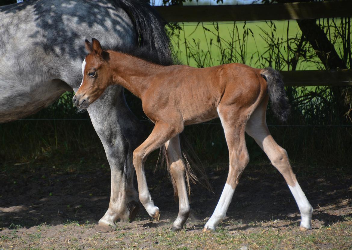 Welsh Pony (sec B) Kolkjaers Dream On billede 15