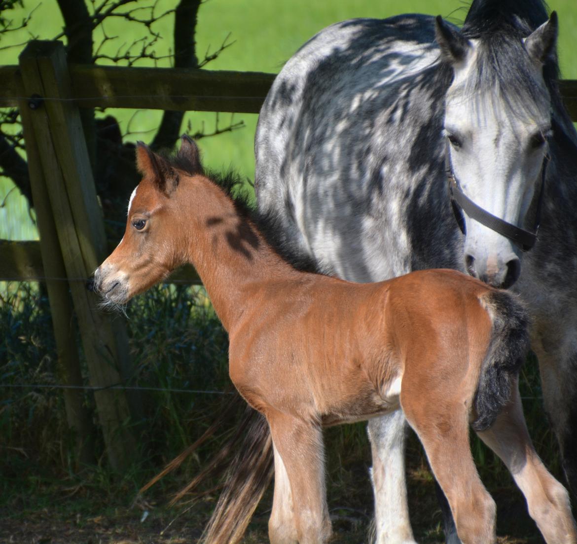 Welsh Pony (sec B) Kolkjaers Dream On billede 14