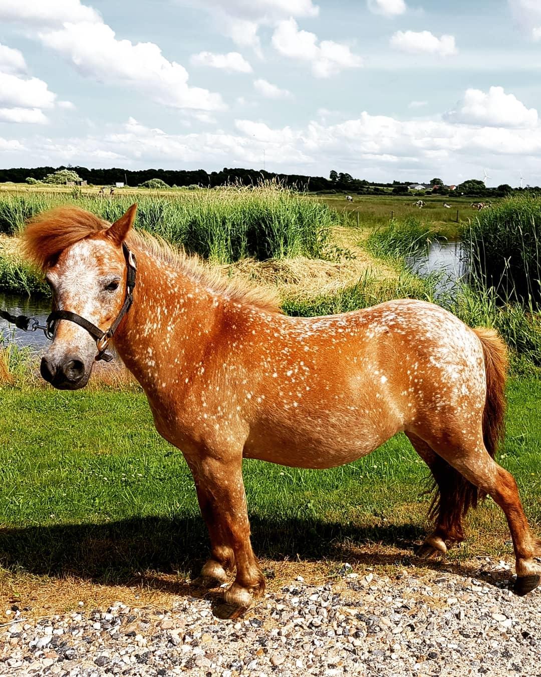 Knabstrupper Pippi SOLGT billede 16
