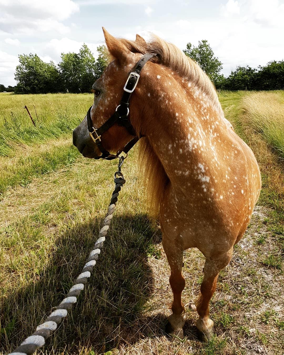 Knabstrupper Pippi SOLGT billede 17