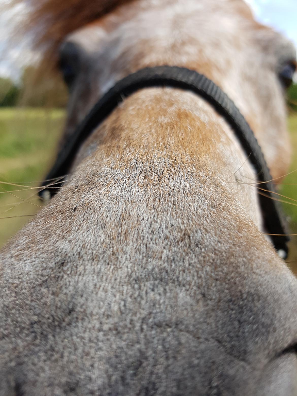 Knabstrupper Pippi SOLGT billede 18