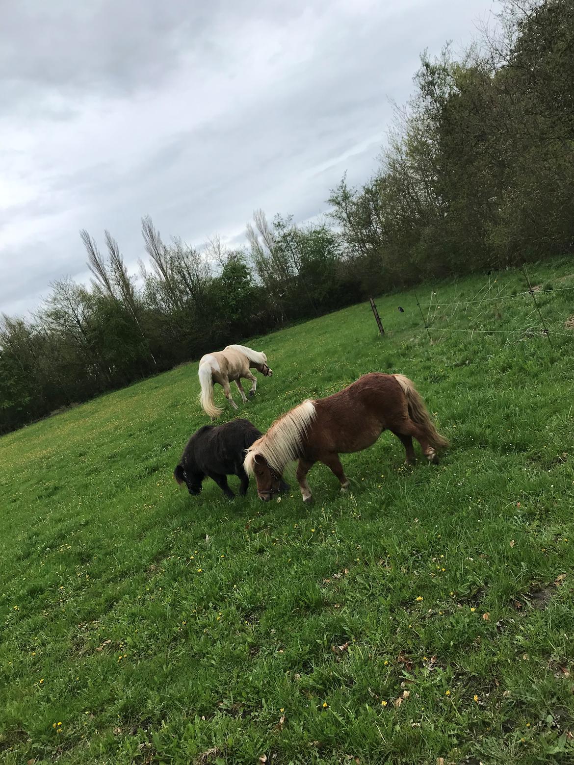 Shetlænder Møllegårdens Rachel( kaldet Molly ) billede 6