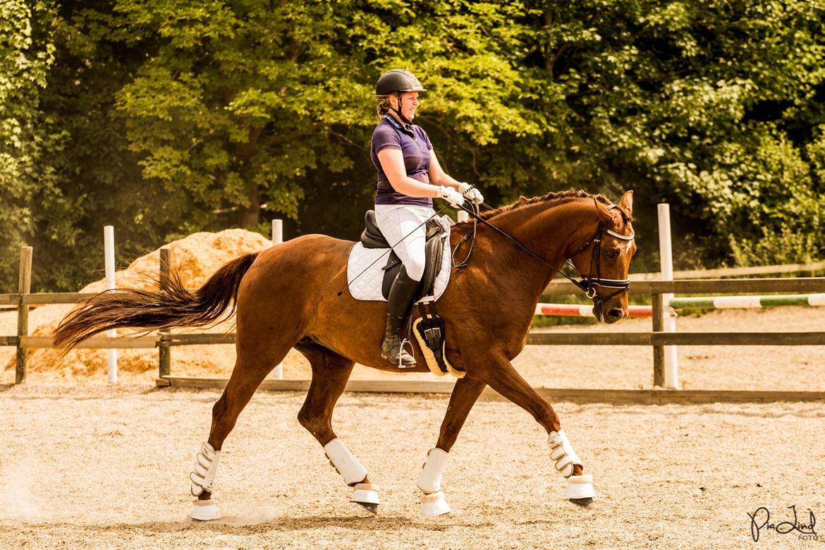 Tysk Oldenburger First Romance Bastbjerg billede 2