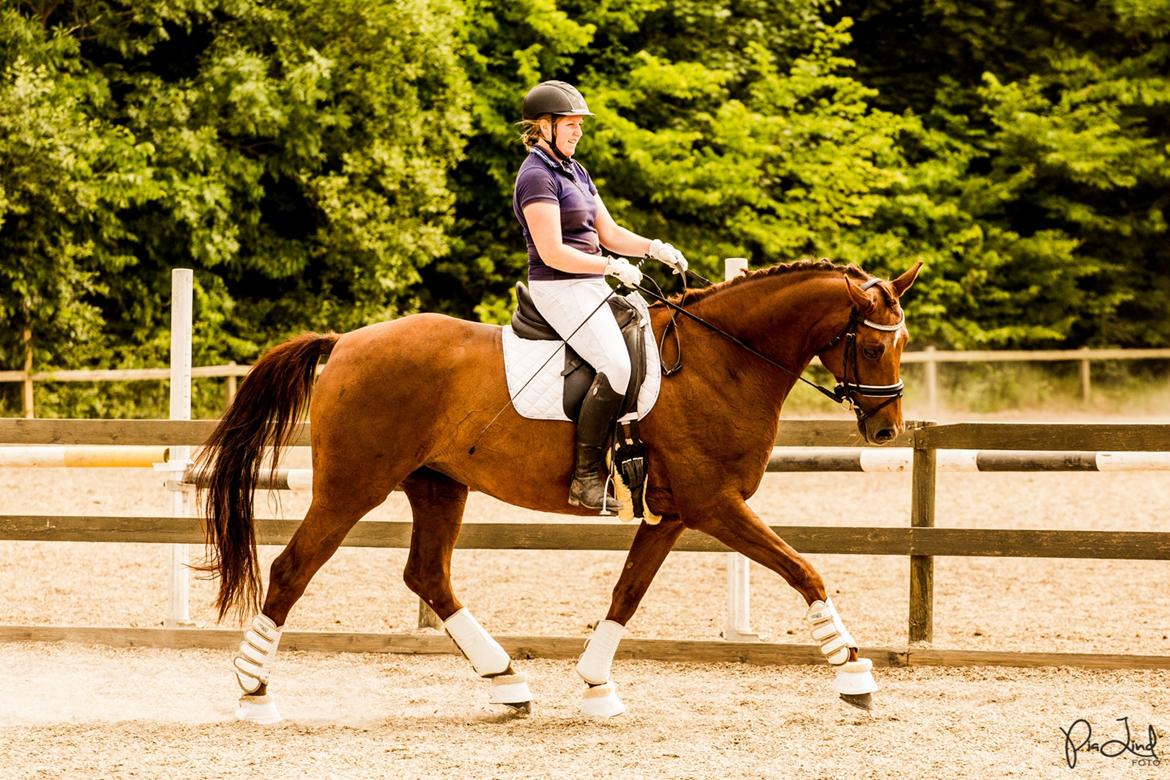 Tysk Oldenburger First Romance Bastbjerg billede 45