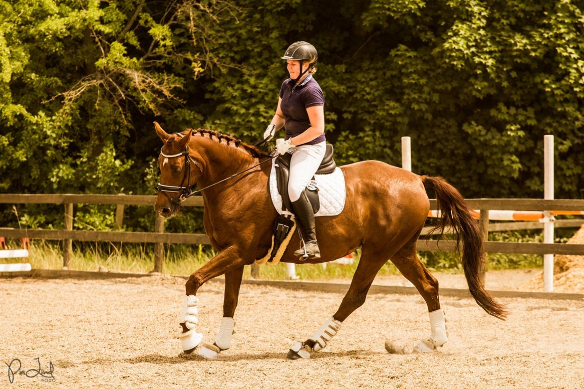 Tysk Oldenburger First Romance Bastbjerg billede 49