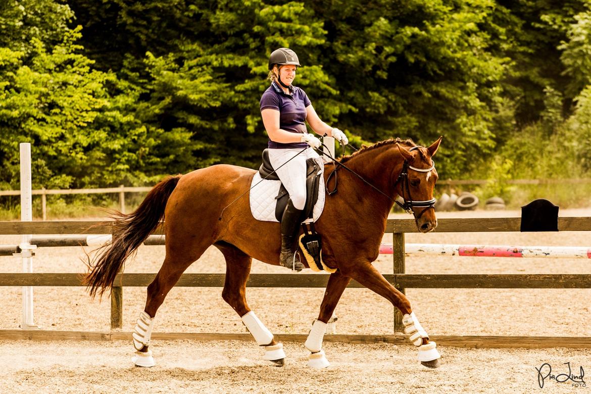 Tysk Oldenburger First Romance Bastbjerg billede 47