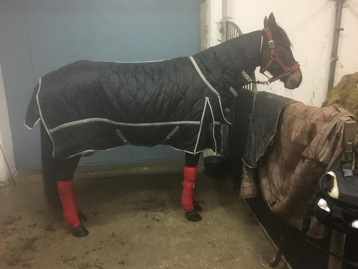 Traver Tessa Toft billede 6