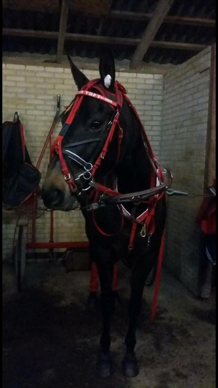 Traver Tessa Toft billede 8