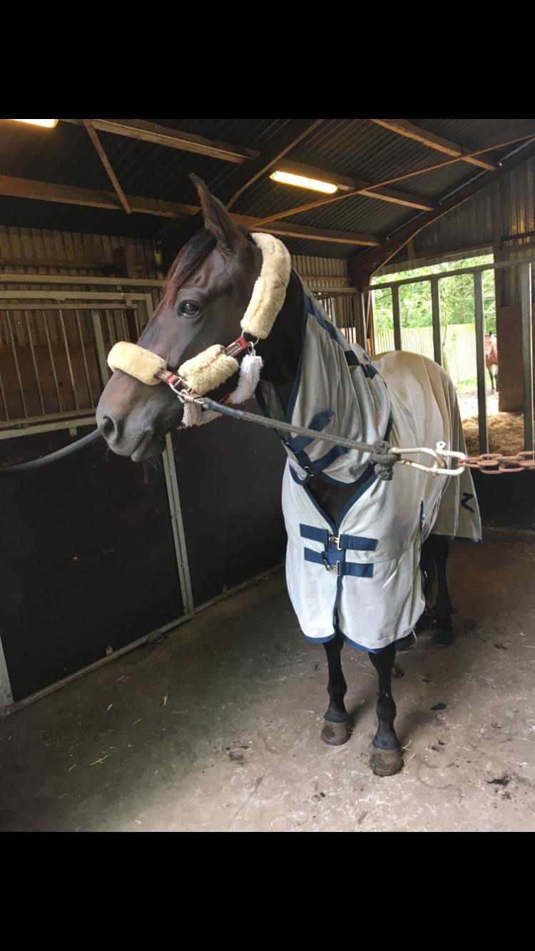 Traver Tessa Toft billede 18