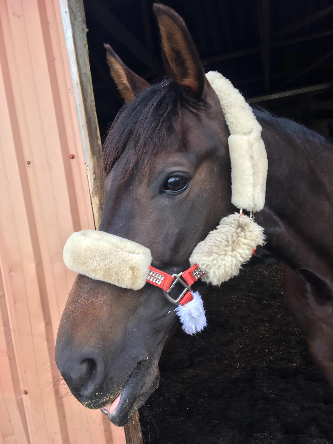 Traver Tessa Toft billede 19