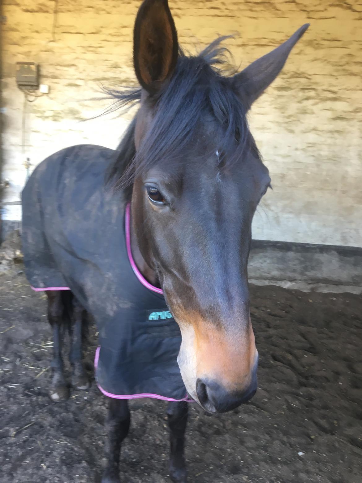 Traver Tessa Toft billede 15