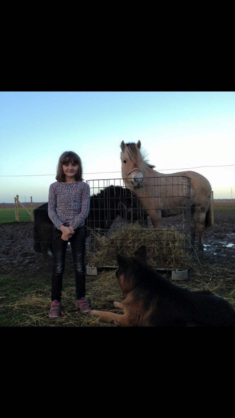 Fjordhest Østermark Bine - Mig og vores dyr på min 8 års fødselsdag billede 9