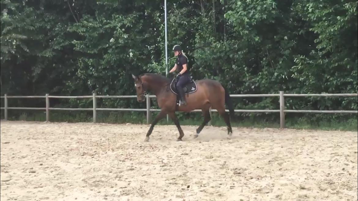 Dansk Varmblod Lindegaardens Emmelie billede 8