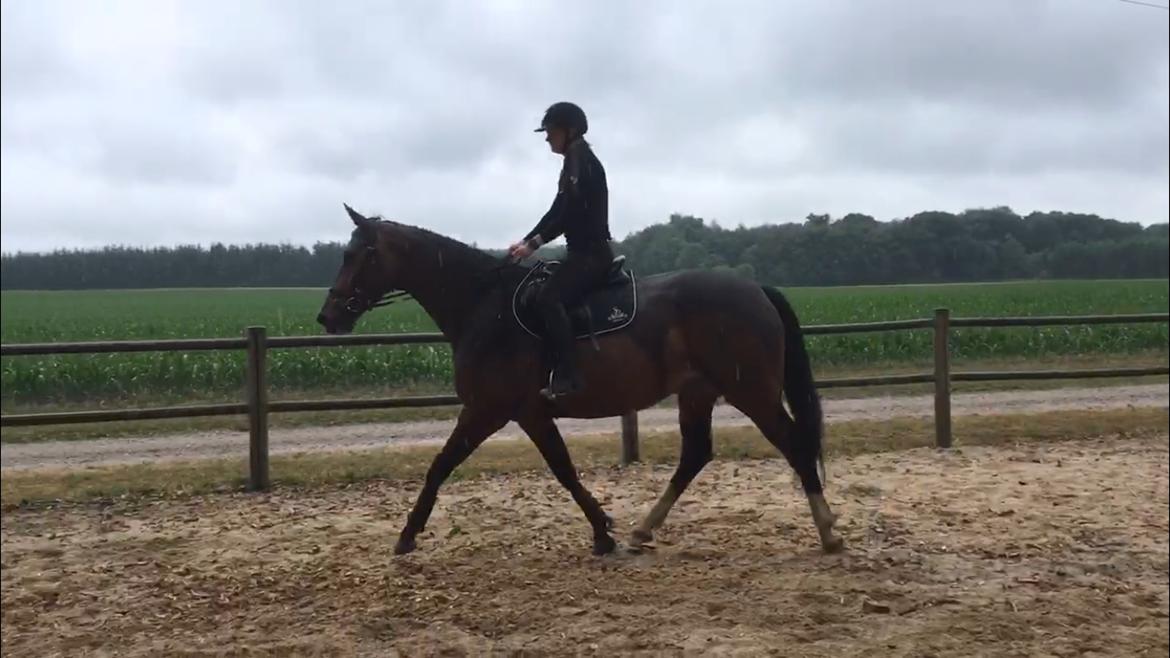 Dansk Varmblod Lindegaardens Emmelie billede 9