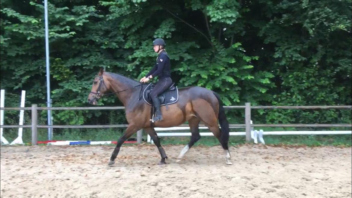 Dansk Varmblod Lindegaardens Emmelie billede 10