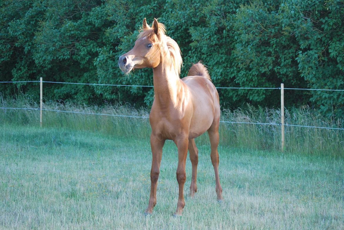 Arabisk fuldblod (OX) Vestroths Valentino billede 1