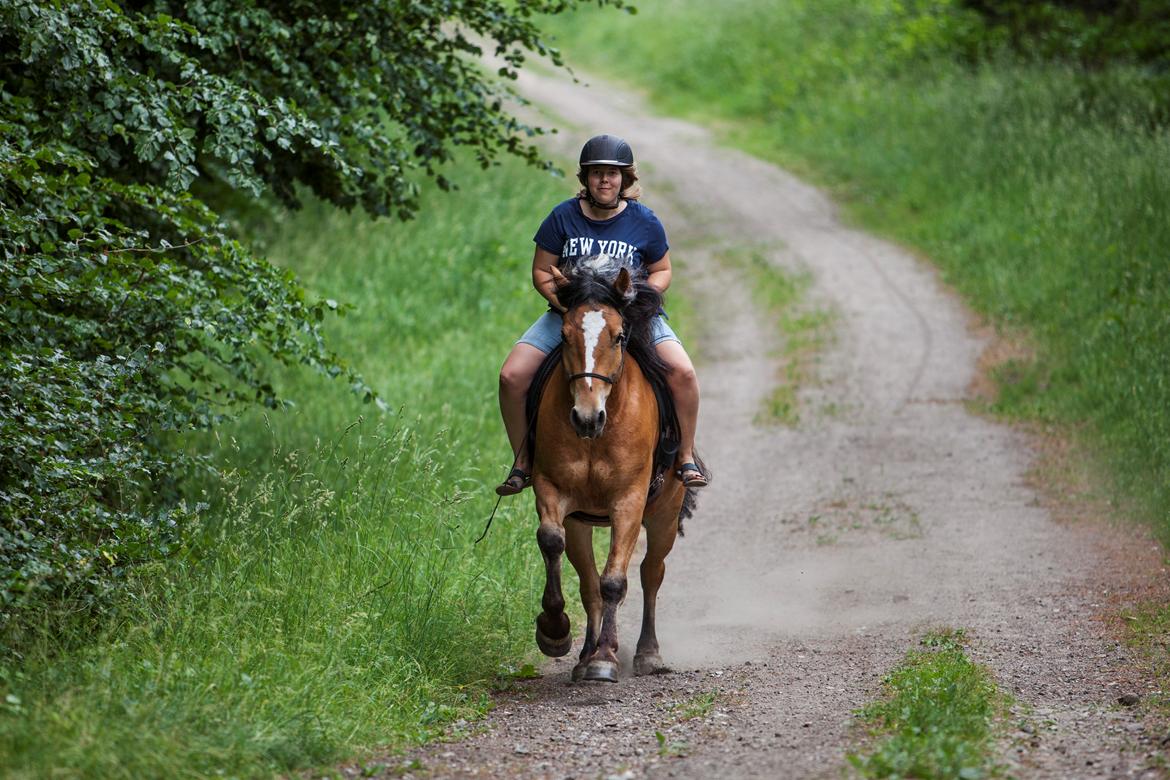 Anden særlig race Revsgaards primo - 4 billede 6