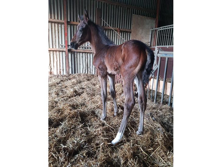 {{currentPhoto.altText}} billede {{currentPhoto.number}}