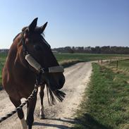 Hollandsk Sportspony Adelaide