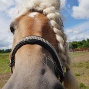 Haflinger Haflingegaarden Stingray ~ Ray ~