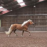 Haflinger Haflingegaarden Stingray ~ Ray ~