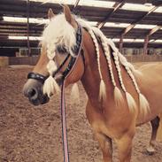 Haflinger Haflingegaarden Stingray ~ Ray ~