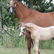 Palomino Sunshine flying Chacago