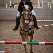 Haflinger Walde Kippinge 