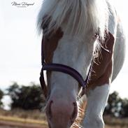 Tinker Satin's Pippi