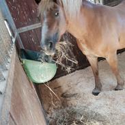 Haflinger Flicka 