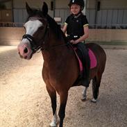 Welsh Pony af Cob-type (sec C) Mirain Morning Star