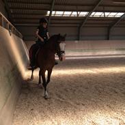 Welsh Pony af Cob-type (sec C) Mirain Morning Star