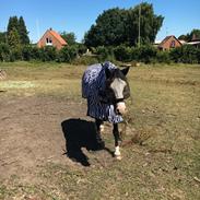 Welsh Pony af Cob-type (sec C) Mirain Morning Star