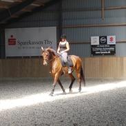 Dansk Varmblod Milano