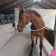 Dansk Varmblod Milano